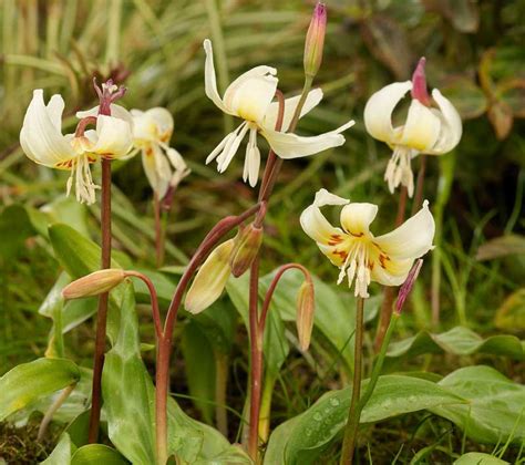 fawxlily|Erythronium californicum 'White Beauty' (Fawn Lily) .